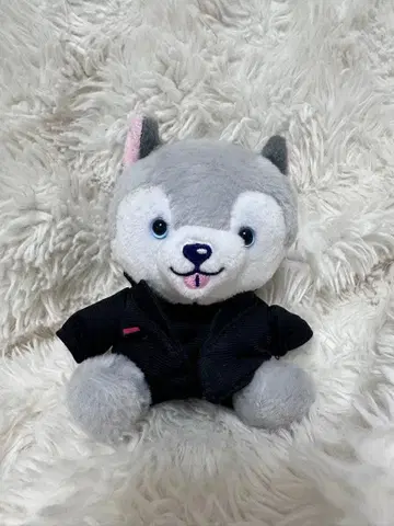 도리견 SixTONES 마츠무라 호쿠토 봉제 인형 노킹온 락드도어