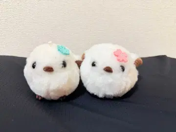 홋카이도 기념품 후쿠후쿠 시마연가 ST 벚꽃 시마에