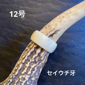 바다코끼리 엄니 반지