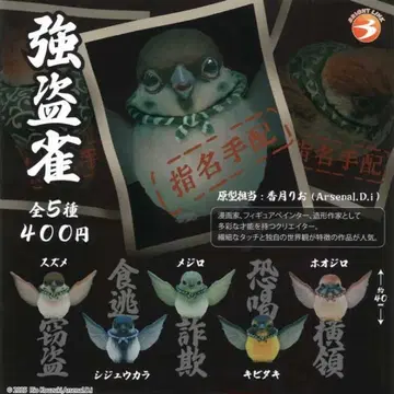 전 5종 컴프 세트 강도새 가챠