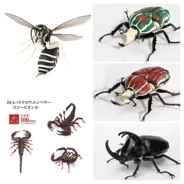 5종 세트 생물대도감 전갈 벌 풍뎅이 장수풍뎅이