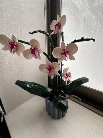 블록제 오키드 (난)