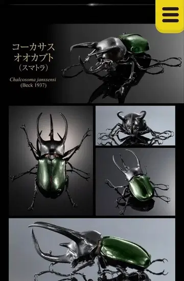 생물대도감 어드밴스 코카서스오오카부토