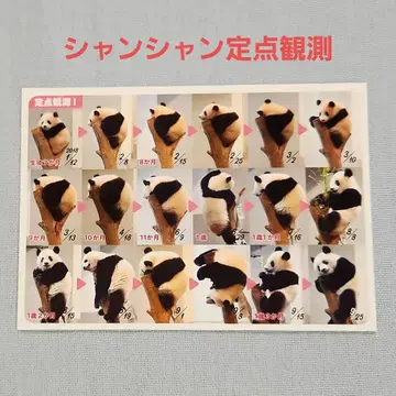 정기 관찰 엽서 샹샹 매일 팬더