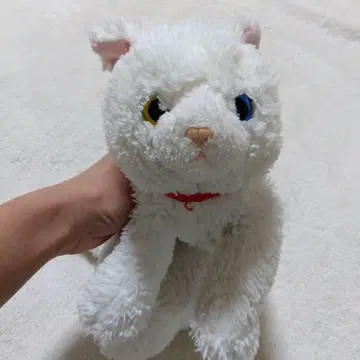 썬레몬 무릎고양이 화이트