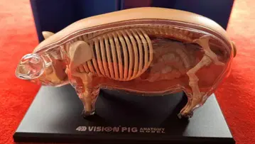 4D VISION PIG 해부 모형