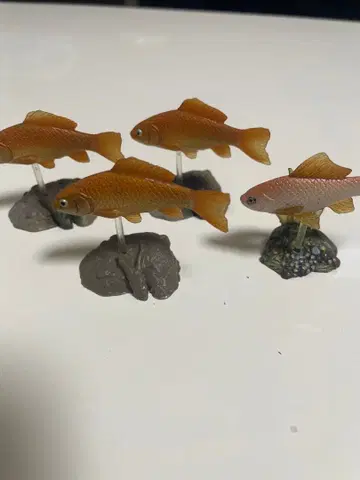 원색 담수어 도감 히부나 테츠교 시크릿