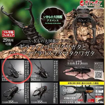 생물대도감 어드밴스 라파 넓적사슴벌레