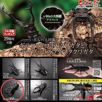 생물대도감 어드밴스 맨디브라리스 후타마타 사슴벌레