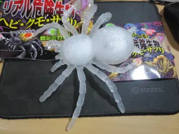 늘어나는 위험한 리얼 생물 거미 타란툴라 BIG!