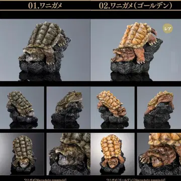 생물대도감 미니 컬렉션 거북이01 악어거북 (골든) 레어와 악어거북