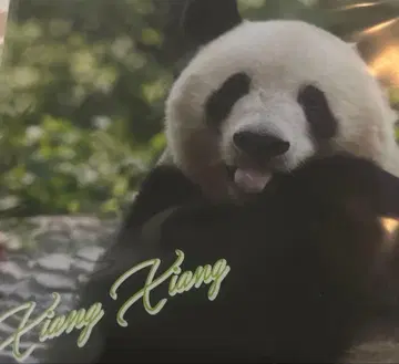 팬더 클리어 파일 우에노 마츠자카야