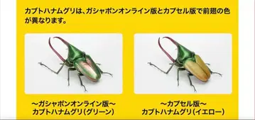 생물대도감 딱정벌레 09 카부토 하나무구리 세트