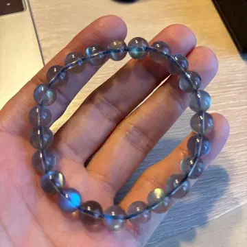 정말 예쁜 래브라도 라이트! 캐나다 산! 정말 대단해요!