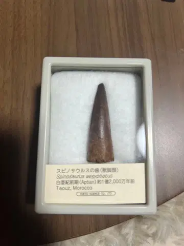 스피노사우루스 이빨 화석