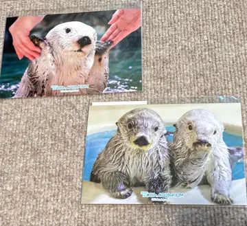 캡 복권 토바 수족관 랏코 메이짱 키라짱 브로마이드, 엣헴 만세