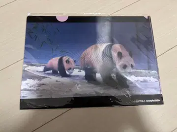 샹샹 신신 무릎  클리어 파일 우에노 마츠자카야