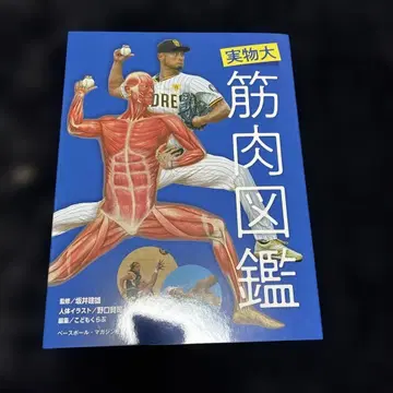 실물 크기 근육 도감