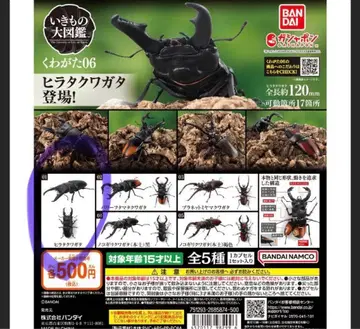 히라타사슴벌레 생물대도감 장수풍뎅이 6