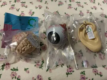 상당히 부드러운 인체 해부 입체도 귀 뇌 눈 익명 배송