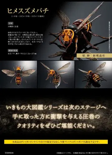 생물대도감 어드밴스 말벌 히메말벌