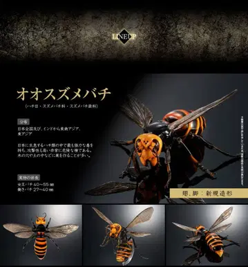 생물대도감 어드밴스 말벌 오오말벌 초판