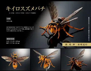 생물대도감 어드밴스 말벌 키이로말벌 초판