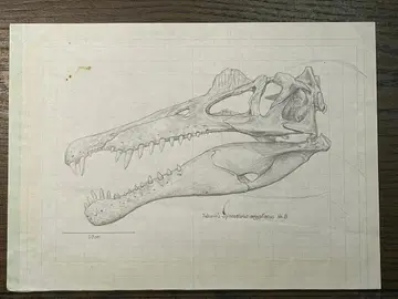 제작용 원화 연필화