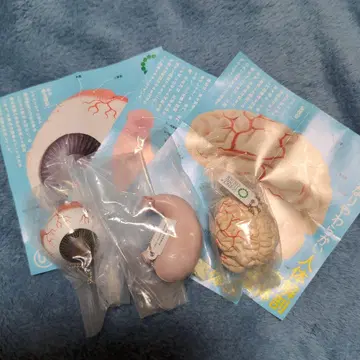 아주 부드러운 인체 해부 입체 도감 3세트