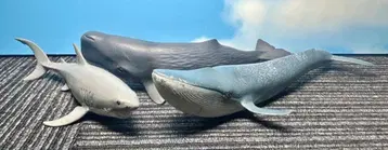 슐라이히 해양 동물 4종