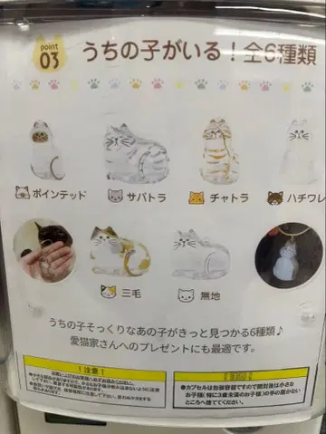 우리 집에 있어! 서벌 고양이