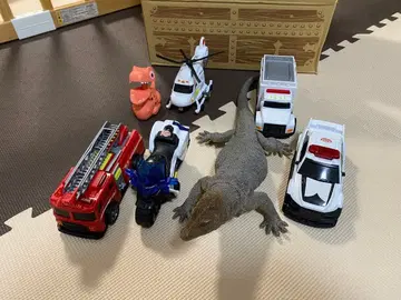 작동하는 자동차 5점 이구아나 공룡형 미니카 세트