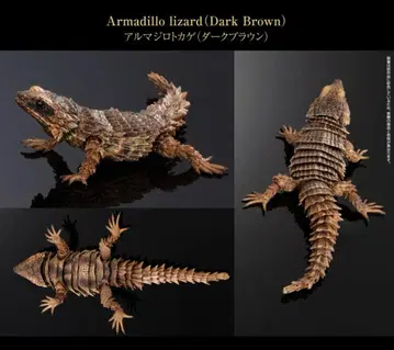 온라인판 생물대도감 어드밴스 아르마딜로 도마뱀 (다크 브라운)