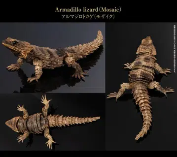 온라인판 생물대도감 어드밴스 아르마딜로 도마뱀 컴플리트 세트