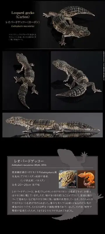 생물대도감 SELECTED EDITION 레오파드게코 (카본)