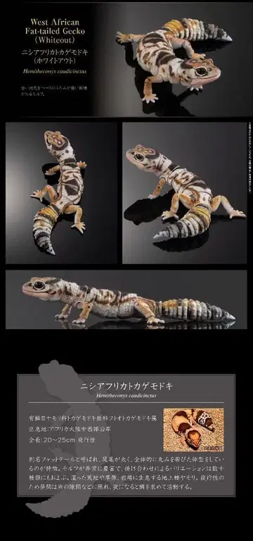 생물대도감 어드밴스 SELECTED EDITION 니시아프리카도마뱀붙이