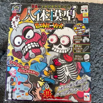 인체 모형 BONE-VER