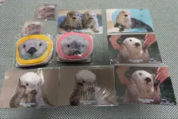 카프 복권 x 토바 수족관 메이짱 복권 리턴즈