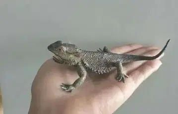 비어드 드래곤 피규어 리얼 파충류 장난 깜짝 선물