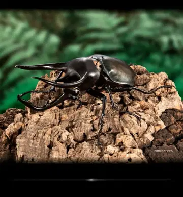 생물대도감 어드밴스 코카서스장수풍뎅이