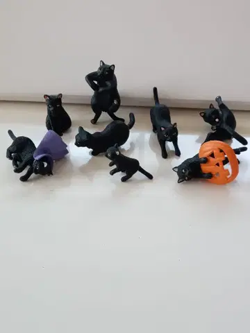 벨로체 테두리 고양이