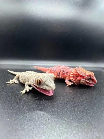 생물대도감 쁘띠 일본 도마뱀과 비어디 드래곤