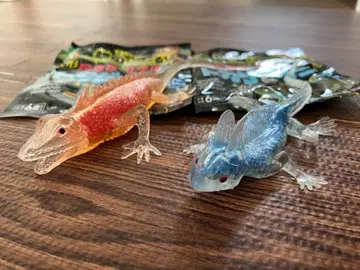 도마뱀 & 악어 그린이구아나 그린바실리스크 초레어 클리어바디