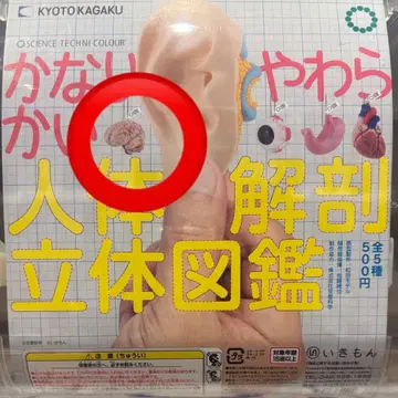 아주 부드러운 인체 해부 입체 도감 뇌 미니어처 피규어 2개 세트