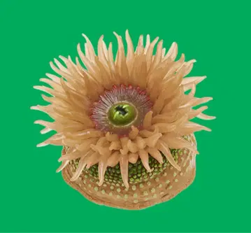 바닷가 생물 2 마그넷 & 볼체인 녹색 말미잘