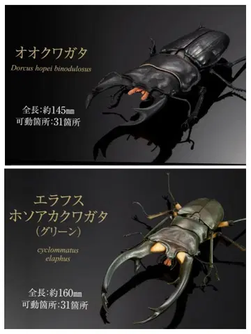 2종 세트 오오쿠와가타 엘라푸스호소아카쿠와가타 생물대도감 사슴벌레