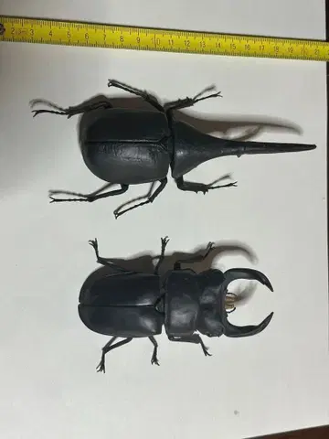 생물대도감 투구벌레 사슴벌레