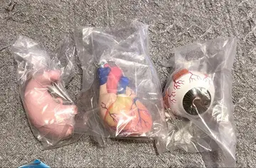 아주 부드러운 인체 해부 입체 도감 3세트