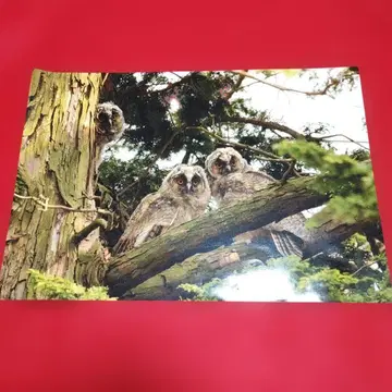 [ 올빼미 사진 ] 고품질 인쇄