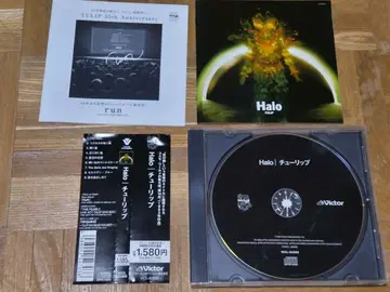 튤립 Halo 2007년반